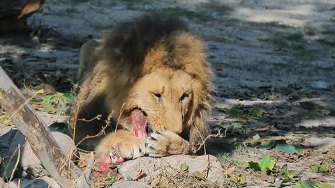 Lion 🦁🦁🦁 Eating A Man Meet😰😰😰😰😰😰