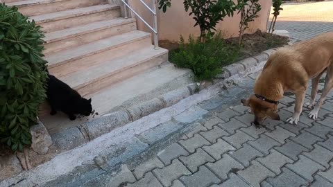 Black cat and the dog are very good friends and are always together