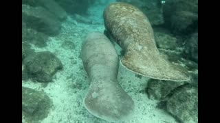 a swim with manatees