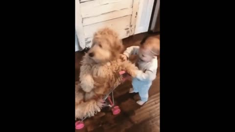 Dog enjoying a stroller ride