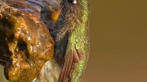 hummingbird takas a bath💦