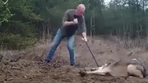 Brave Man Rescues Wolf from Trap with the Help of a Stick