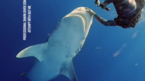 Sunrise dive and the light reflected off the go pro which made this tiger shark real excited.