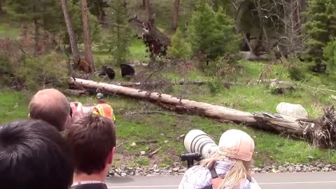 Bear Spray Used On Bear in Yellowstone National Park