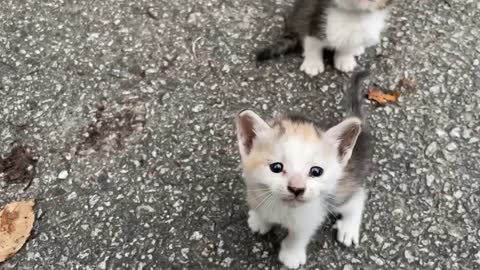 Siberian cat does back flips when instructed