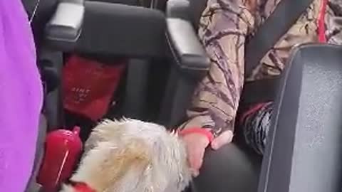 Dog Supervises Children While Mom Drives