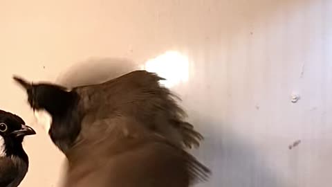 Iraqi Bulbul Dancing and Singing - White Eared Bülbül Bird