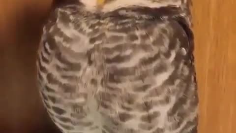 Cute owl got cuddles