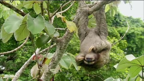 Three-toed Sloth The Slowest Mammal On Earth Nature on PBS