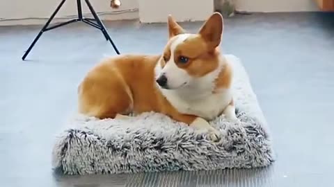Long Plush Dog Bed with Non-slip Bottom Orthopedic Foam Dog Bed