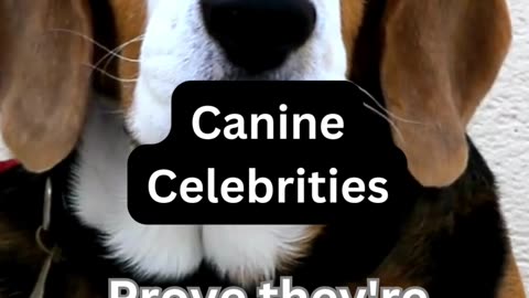 Canine Celbrities