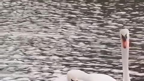 Beautiful Dancing Ducks 😍😍