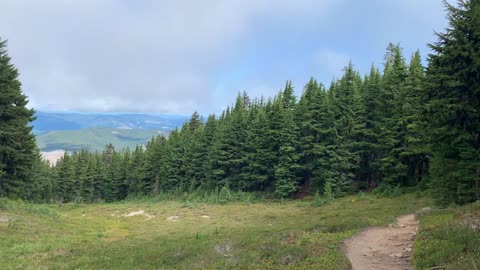 Oregon - Mount Hood - Very Clearly Defined Edge of Old Growth Forest