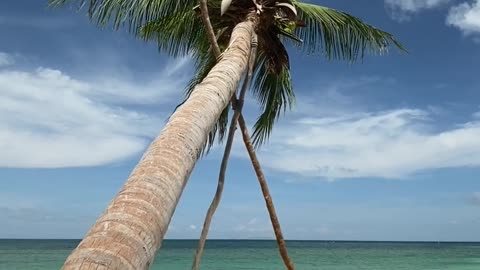 Coconut Tree Near Sea Under Blue Sky