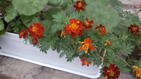 Marigold for you friends