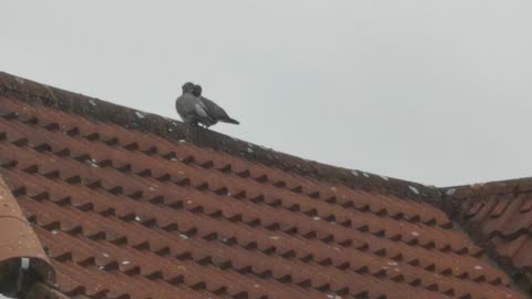 🐦👩‍❤️‍💋‍👨👩‍❤️‍👨🐦 WoodPigeons snogging episode