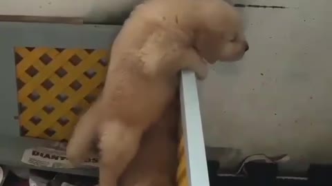 The little golden retriever successfully climbed over the guardrail with the help of his friends