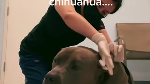 How to clean 🫧🫧🫧 pet's ears