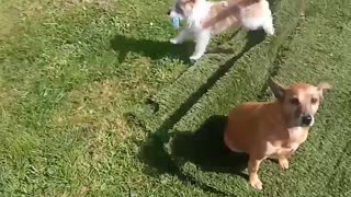 Armed Terrier Terrorizes Garden