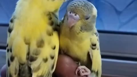 Baby birds