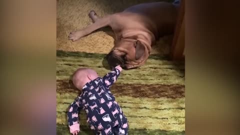 baby playing with dogs