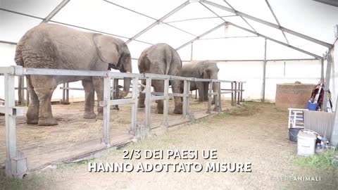 Il Circo Non è Divertente per gli Animali - un video di Essere Animali