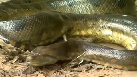 Giant Anaconda World's longest and biggest snake found in Amazon River.