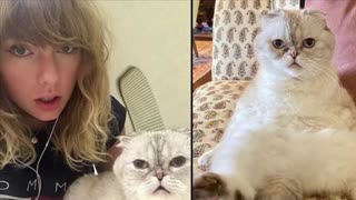 Taylor Swift's cat, Olivia Benson, is the world's third-richest pet with $97 million net worth