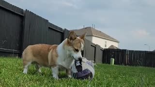 Corgi puppy hilariously confesses his true feelings for his ball! 🐶🤣