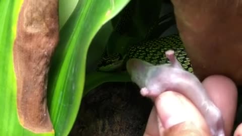 Male Ornate Flying Snake Feeding