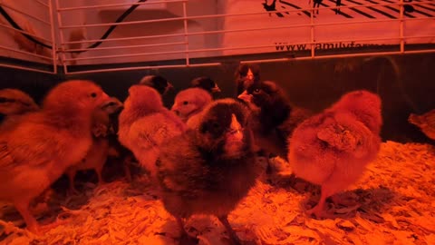 We got chickens