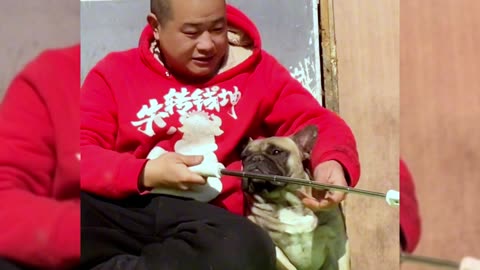 [Pet dog]Dogs are man’s most loyal friends[pug]Cute funny bulldog24