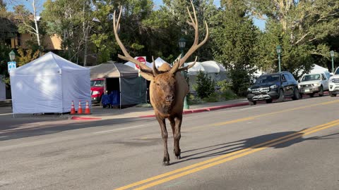 Massive Bull Elk Causes Traffic Jam in Estes Park