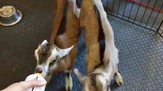 Twin Baby Goats Love Mealtime