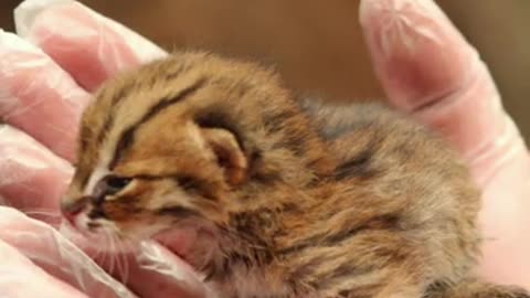 Smallest cat in world