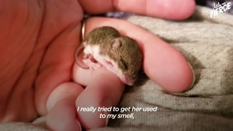 Tiny Baby Mouse Found Tucked Into Blankets _ The Dodo Little But Fierce