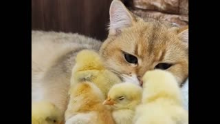 Scottish straight cat and chicks🐥🐈