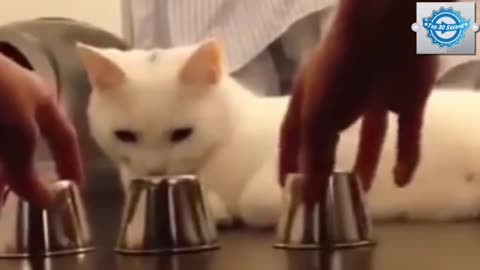 Funny Cat Video - Smartest Cat in The World