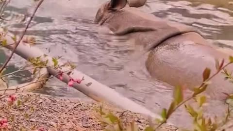 Rhinos tend to prefer water to land