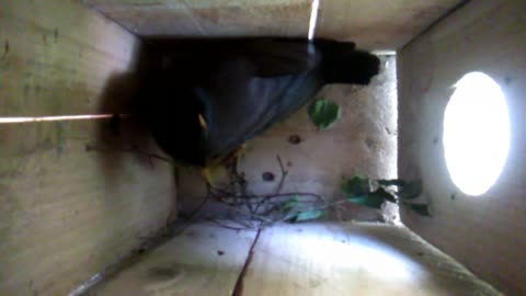 Mena bird live nest box