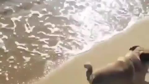 the dog was scared of the sea