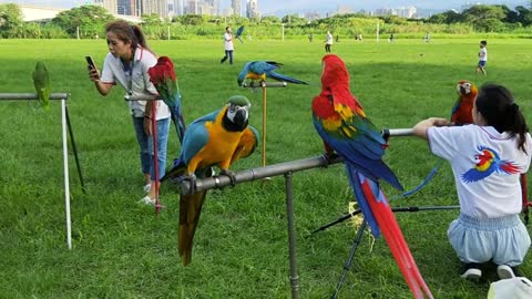 Beautiful parrot birds.