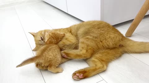 Kittens fighting - mother cat punishes her kittens(part 60)