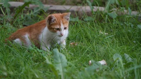 A Yellow 🟡 cat is breakfast 🥞 fastly from grass🐈🥰👈#Korejovlogs #shorts #viral #catsshorts