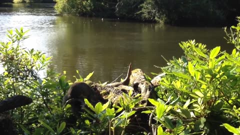 wildlife grey squirrel in Yorkshire eating nuts recorded on a iphone