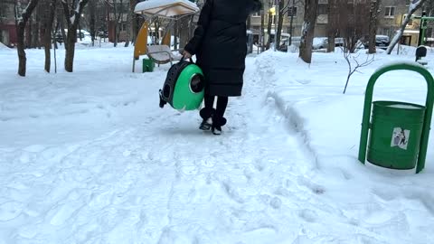 Hosico Cat walking in the snow