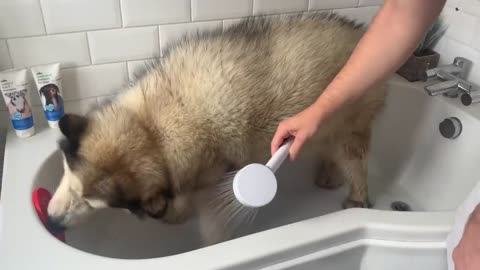 Giant Sulking Dog Hates Bath Time But Baby Helps Him (Cutest Duo EVER!!)-13