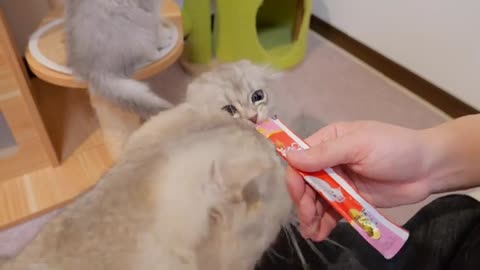 The kitten who won't let go of his favorite sweets was so cute...