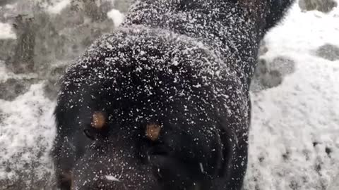 I’M A SNOW DOGGY! CUTEST DOG EVER!