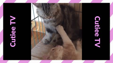Cute Cats Fighting and Cuddling